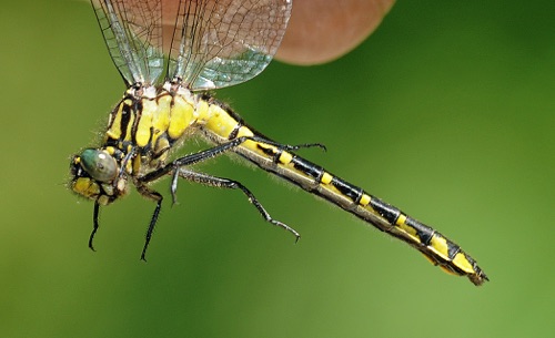 Female
2009_05_30_VA